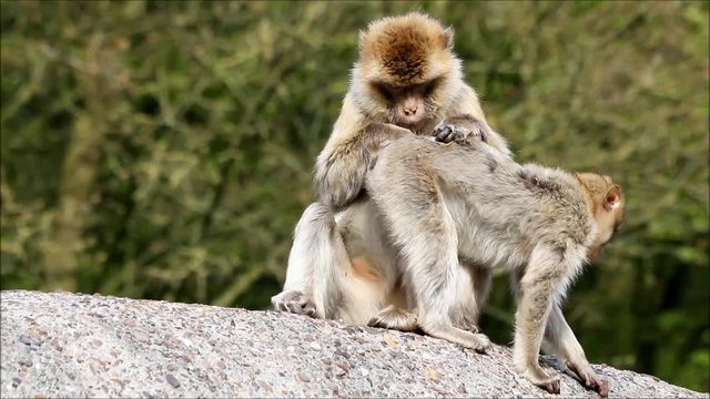 monkey searching for fur parasites, Macaca sylvanus
