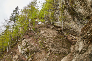 Mountains and forests