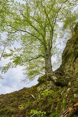 Mountains and forests