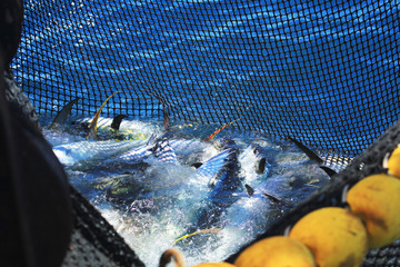 Thons dans filet de pêche à la senne