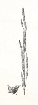 Floating Sweet-grass (Glyceria fluitans) (from Meyers Lexikon, 1895, 7/876/877)
