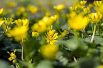 Obraz premium Buttercup yellow flower blooming in the spring in the woods