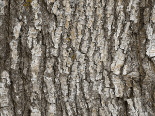 wood texture trunk
