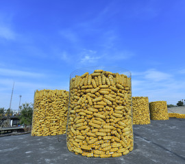 Many hoard of corn, on the roof © 杜 海珍