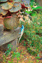 Asian tropical Lizard nature wildlife, Thai Chameleon colorful reptile animal