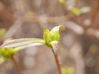 Azalea baby leaf coming out in Spring