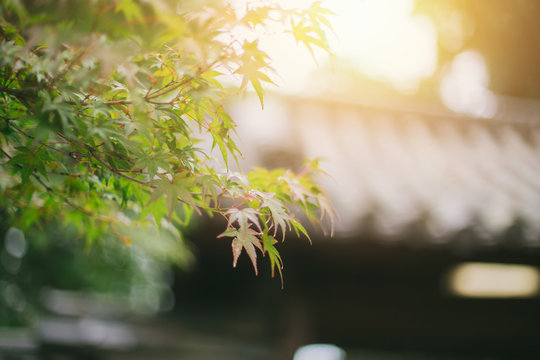 Japan maple leaf shallow depth of field blurry background of gentle sun light