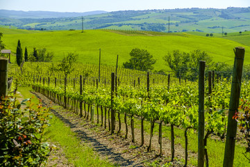 Fototapeta na wymiar Vineyards in the countryside of Tuscany Italy