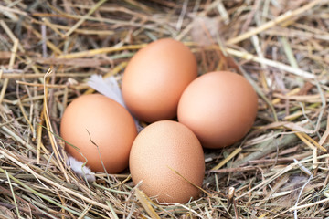 four chicken eggs lying in the nest of straw
