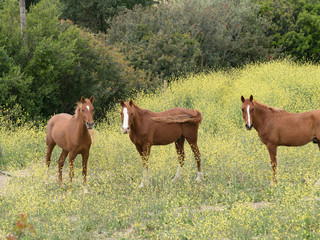 Tres caballos marrones mirando