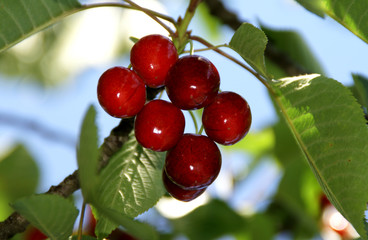 rote Kirschen am Baum