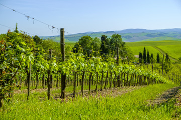 Fototapeta na wymiar Vineyards in the countryside of Tuscany Italy