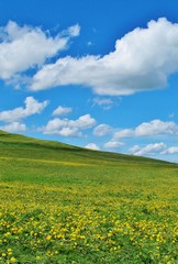 Fototapeta premium Frühlingshimmel über Löwenzahnwiese