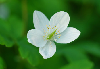 Flower wood anemone in the spring forest.