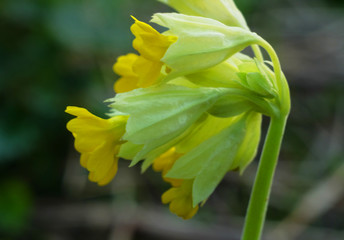 Fototapeta premium The flower of the forest primula in early spring.