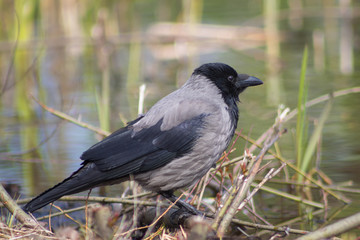 Crow near the lake