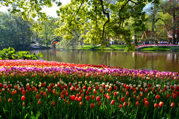 Colorful tulips in the Keukenhof garden, Netherlands.