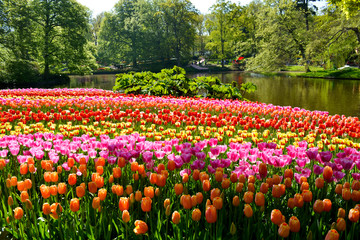 Colorful tulips in the Keukenhof garden, Netherlands.