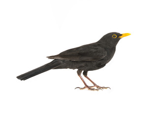 blackbird