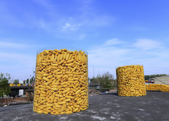 Many hoard of corn, on the roof © 杜 海珍