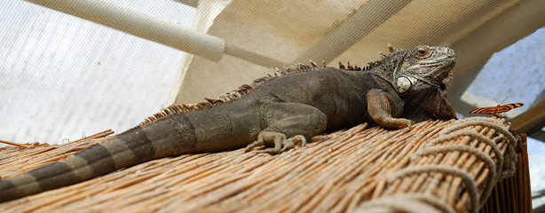 Large lizard and a butterfly on a hut roof