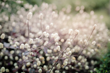 beautiful Flower with soft focus color filtered background