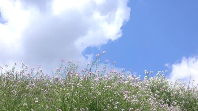4K・春の草花と雲_03-1016