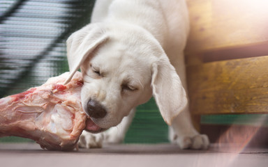 Junger labrador retriever welpe frisst einen Knochen