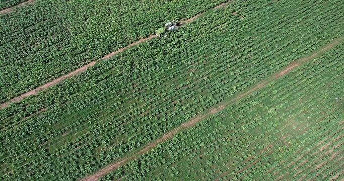 bird eye view of farmers loading harvested tobacco leaves onto a wooden cart  in a field 