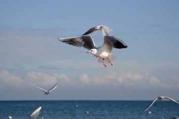 Fototapeta na wymiar Seagulls flying at the sea in Omaha Beach France