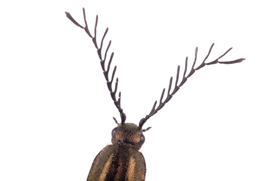 Detail Head Of Brown Beetle