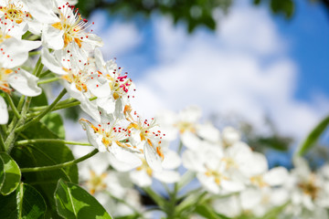 Branch with apple tree flowers against blue sky in spring