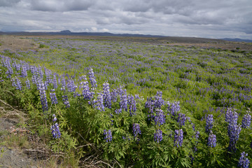 Lupinen auf Island