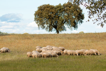 Reflection on the water of clouds decorating a beautirful sky
