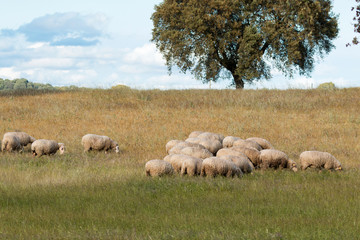 Reflection on the water of clouds decorating a beautirful sky