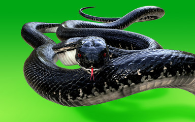 Obraz premium 3d King Cobra Black Snake Najdłuższy na świecie jadowity wąż izolowany na zielonym tle, kobra królewska ilustracja 3d, kobra królewska renderowanie 3d