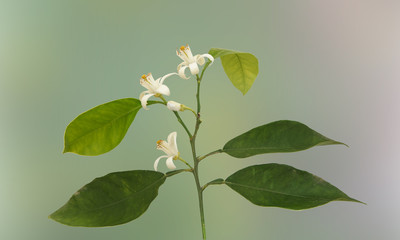close up of citrus flowers