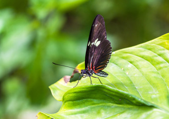 Papillon Heliconius hecale sur une feuille