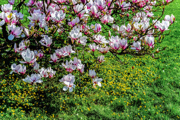 Springtime with magnolia tree in full bloom and meadow.