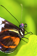 Fototapeta na wymiar Papillon Heliconius hecale sur une feuille