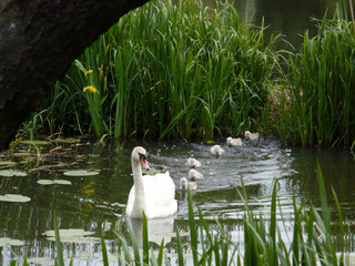 Swan family  © Patrycja