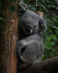 sieste de Koala
