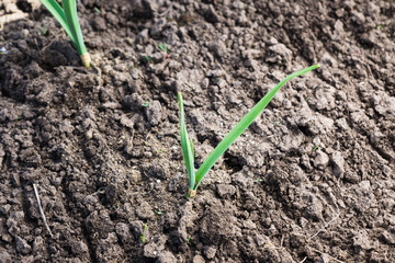Green onion in the garden. Selective focus.