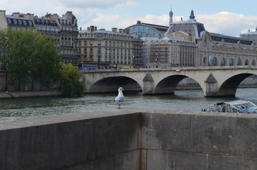 Sekwana w Paryżu latem/Seine in Paris at summer time, Ile-de-France, France