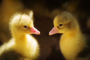 Goslings. Subsistence farming / Photographed in Russia, in the yard of the rural house