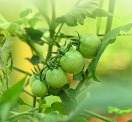 Tomato green plant natural background