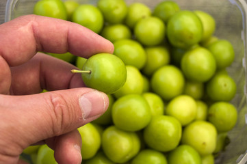 Sour green plum, the most wonderful and mouth watering sour plums, sour plums for the pregnant
