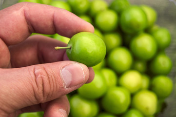 Sour green plum, the most wonderful and mouth watering sour plums, sour plums for the pregnant

