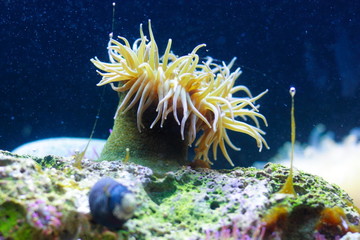 Sea anemone