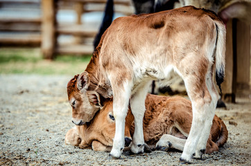 One small calf went to his lying little fellow and gently laid his head on it.
